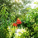 Cica Διαμέρισμα Vir