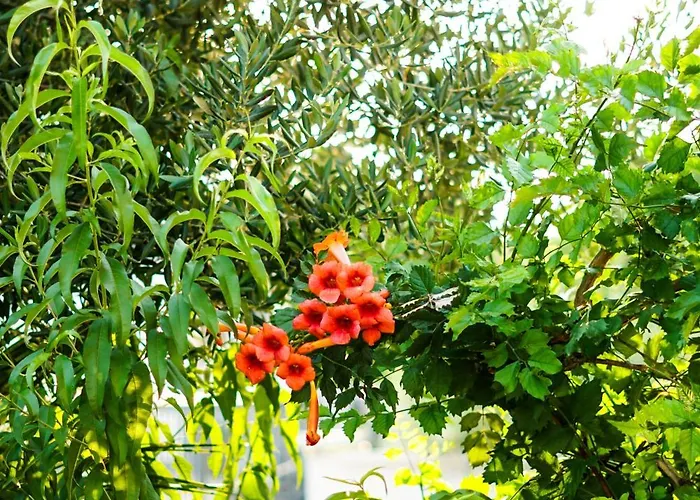 Cica Appartement Vir